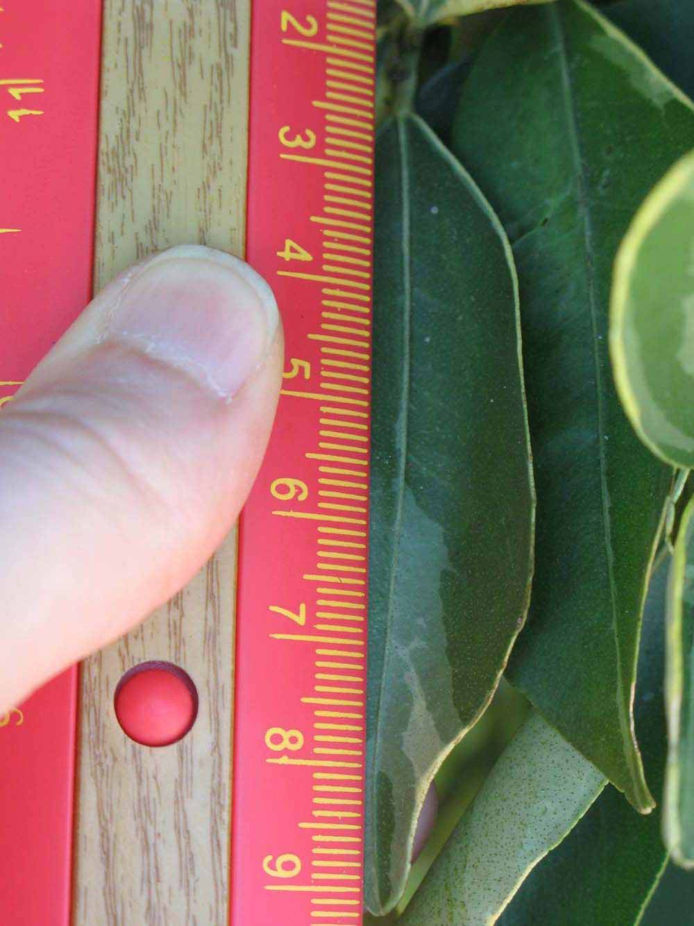            Unifoliolate leaf (Winter Haven, FL)   